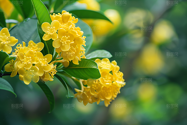 桂花唯美植物摄影图