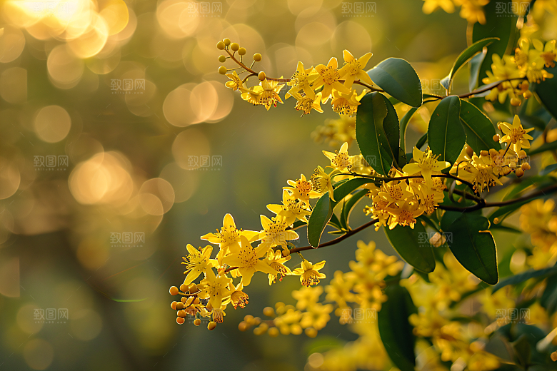 桂花唯美花朵摄影图