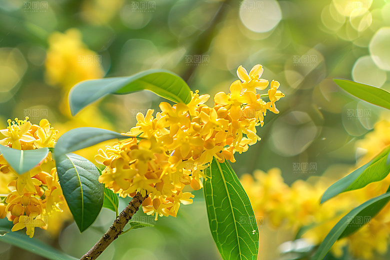 桂花树木初秋摄影图