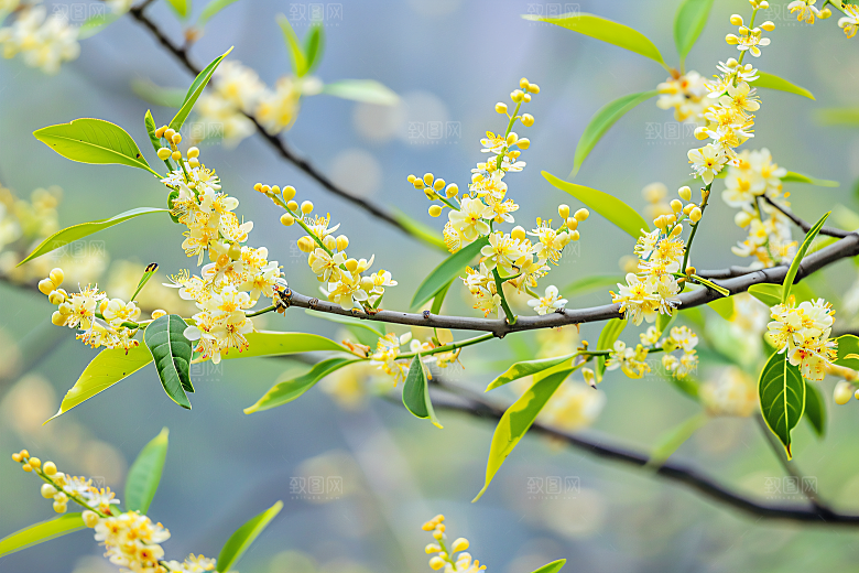 桂花四季桂初秋摄影图