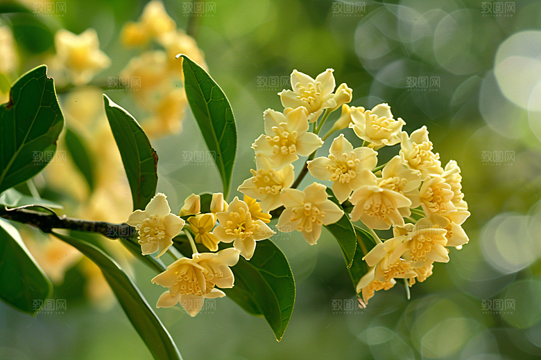 桂花树木秋季摄影图