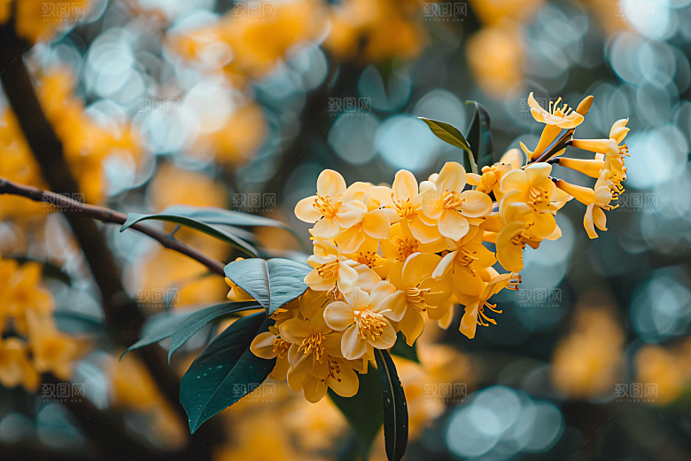 桂花四季桂花卉摄影图