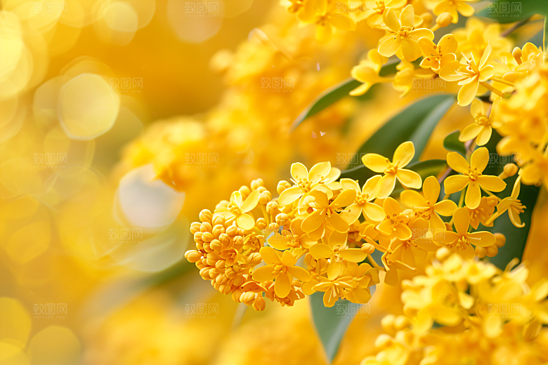 桂花芳香秋季摄影图