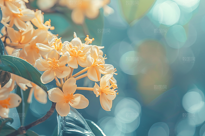 桂花清新芳香摄影图