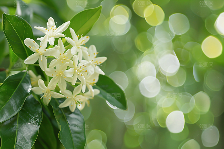 桂花花朵高清摄影图