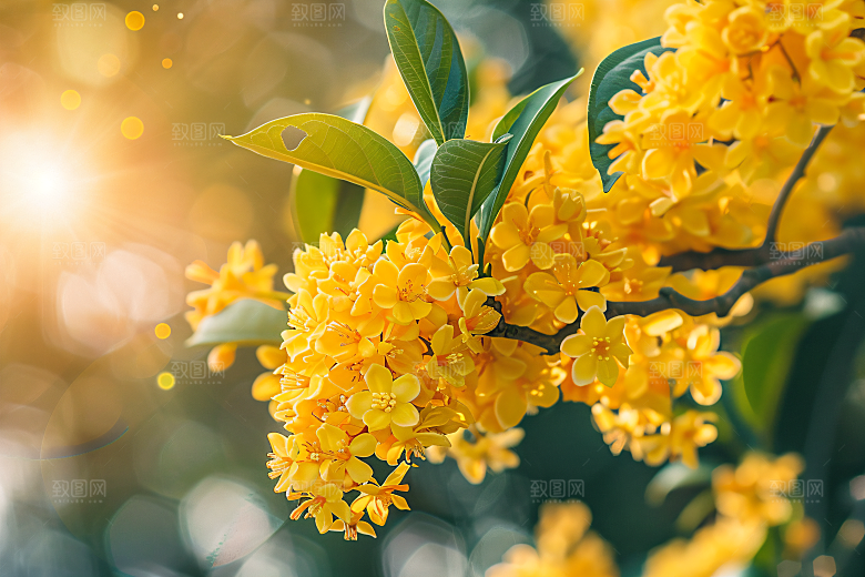 桂花植物金桂摄影图