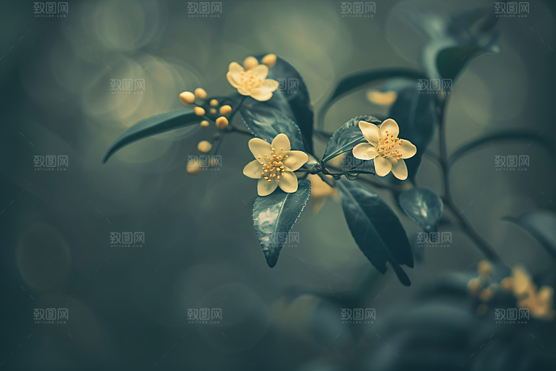 桂花唯美自然摄影图