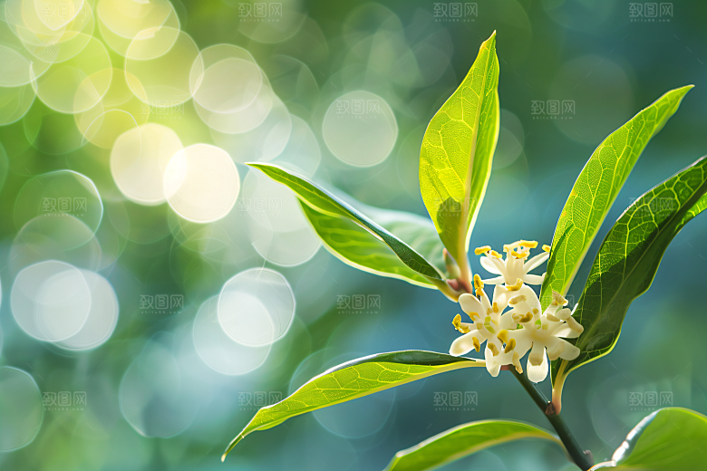 桂花自然花卉摄影图