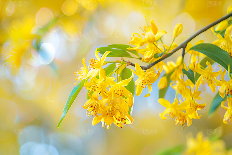 桂花秋季芬芳摄影图