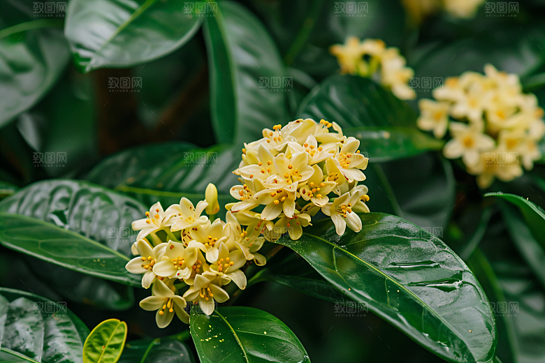 桂花植物树木摄影图
