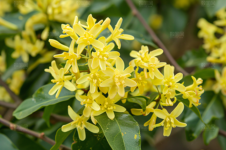 桂花唯美花卉摄影图