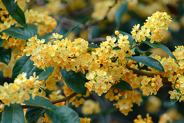 桂花花卉植物摄影图