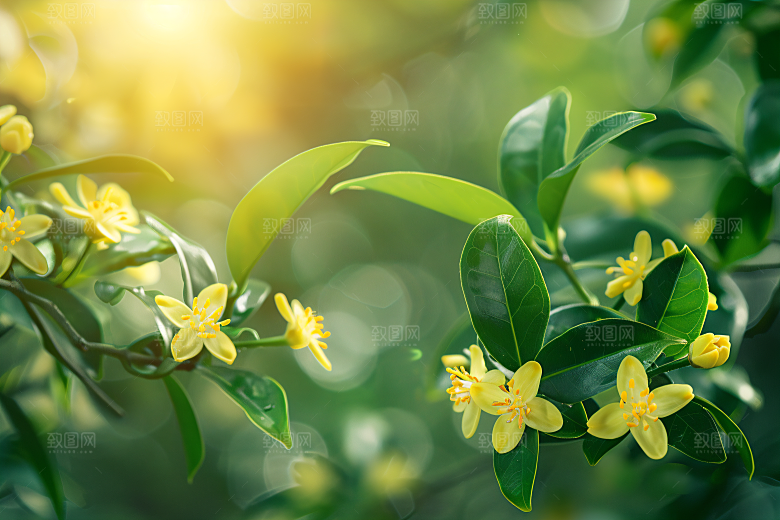 桂花清新初秋摄影图