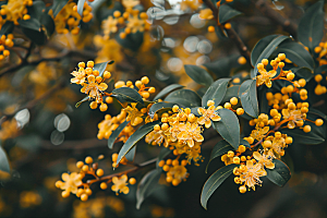 桂花芳香花朵摄影图