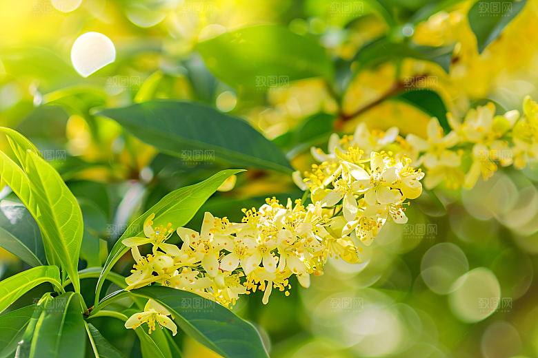 桂花唯美花朵摄影图