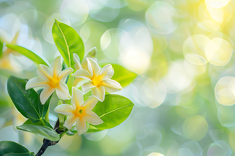 桂花四季桂芬芳摄影图