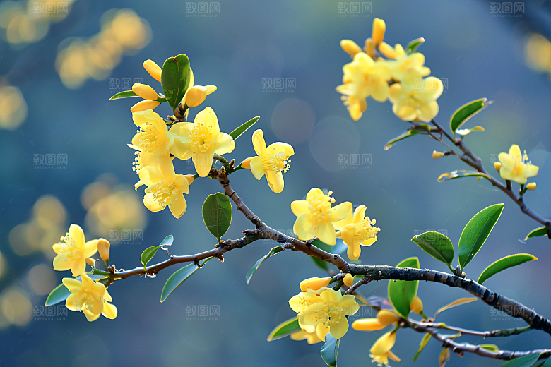 桂花初秋金桂摄影图