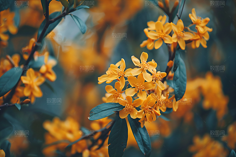 桂花自然清新摄影图