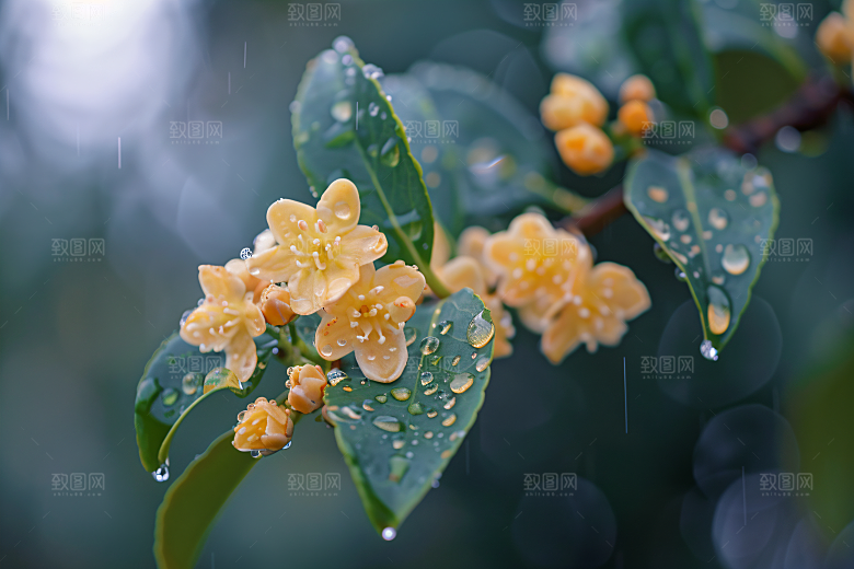 桂花花朵自然摄影图