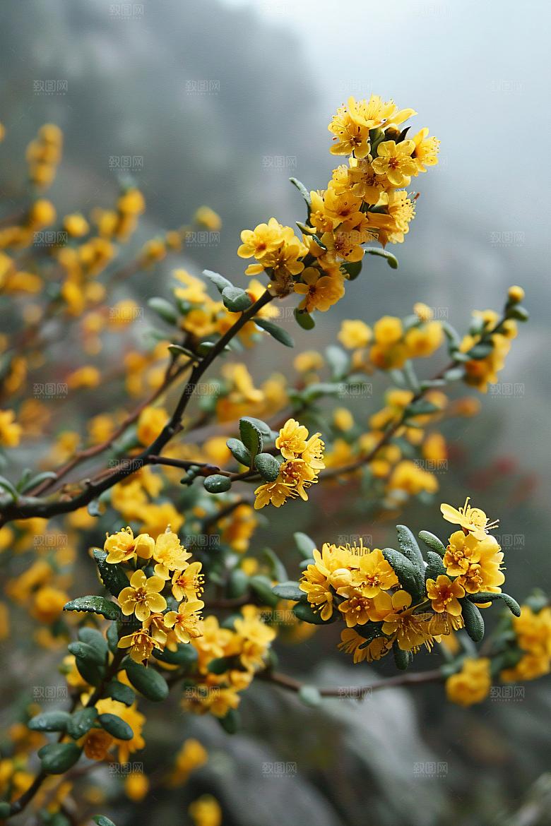 桂花芳香树木摄影图