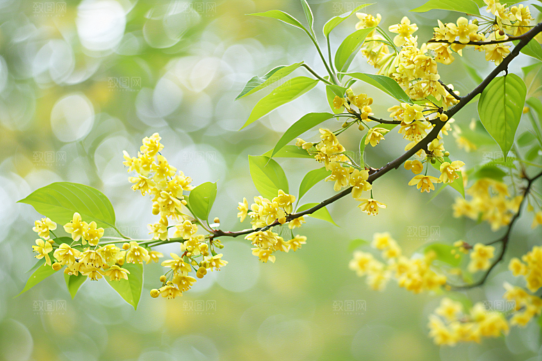 桂花高清秋季摄影图