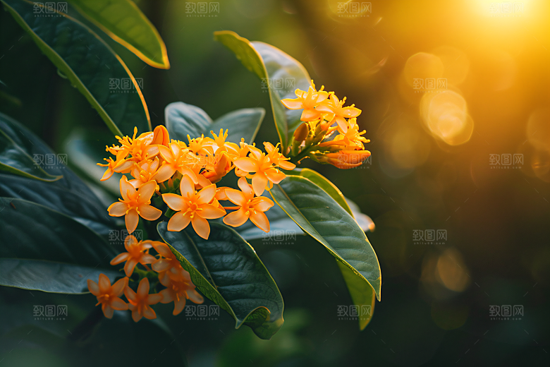 桂花唯美芳香摄影图