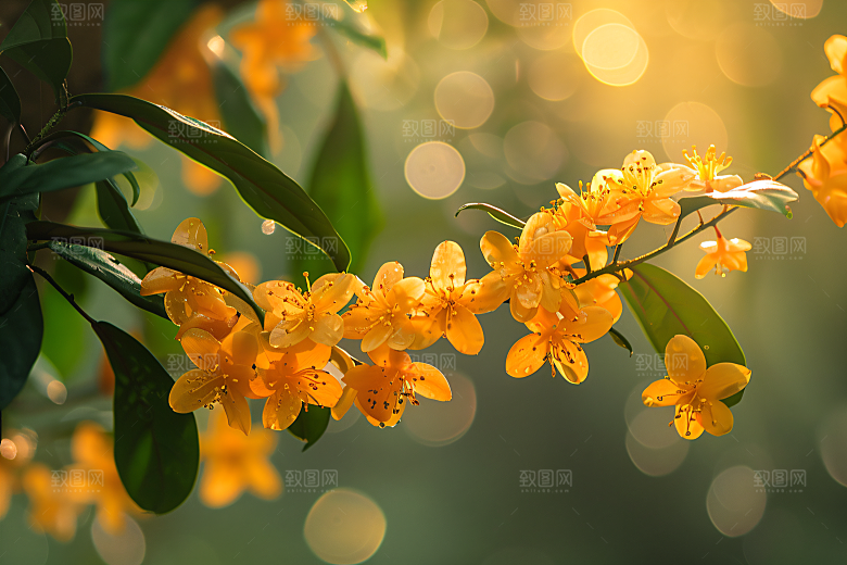 桂花花朵四季桂摄影图