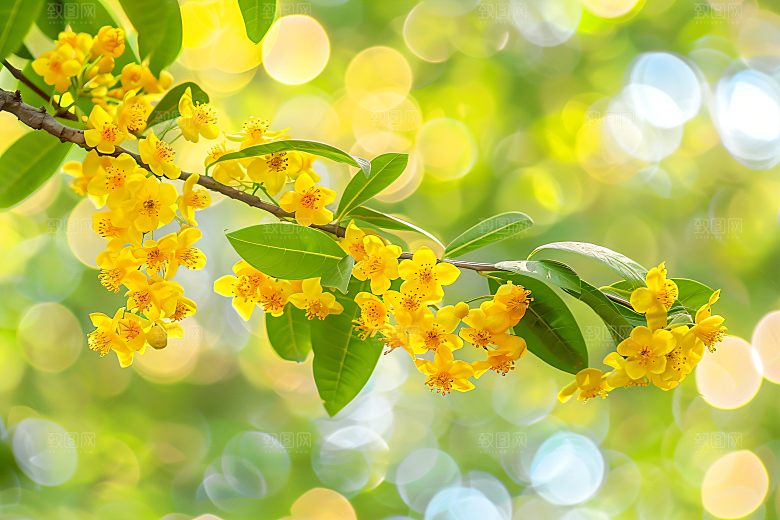 桂花芳香花卉摄影图