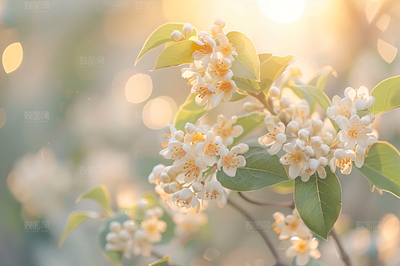 桂花清新花朵摄影图
