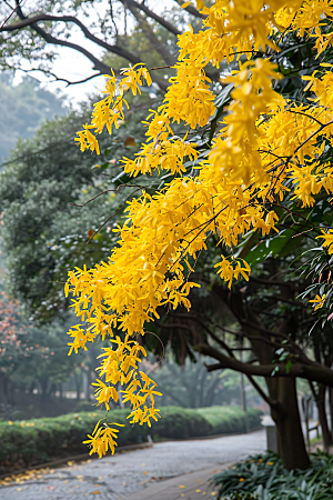 桂花秋季花朵摄影图