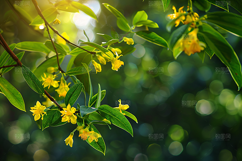 桂花芬芳金桂摄影图