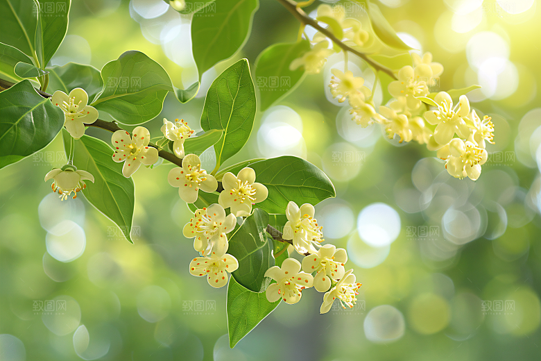 桂花高清花朵摄影图