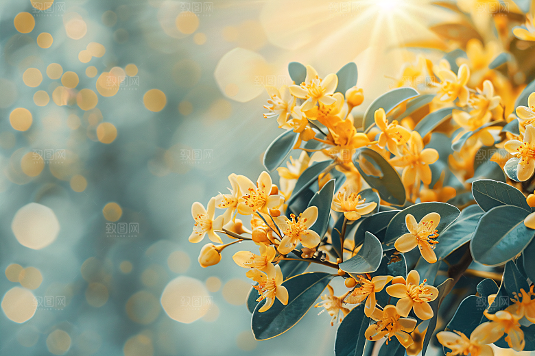 桂花芬芳花朵摄影图