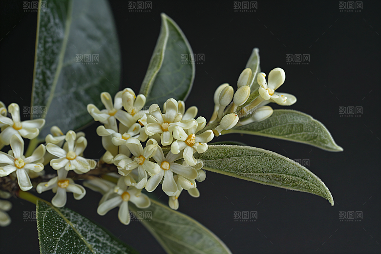 桂花芬芳高清摄影图