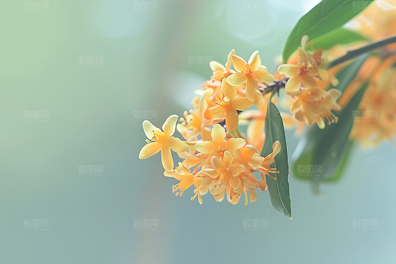 桂花芬芳四季桂摄影图