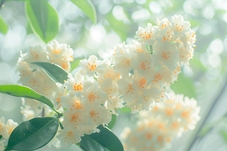 桂花花朵秋季摄影图
