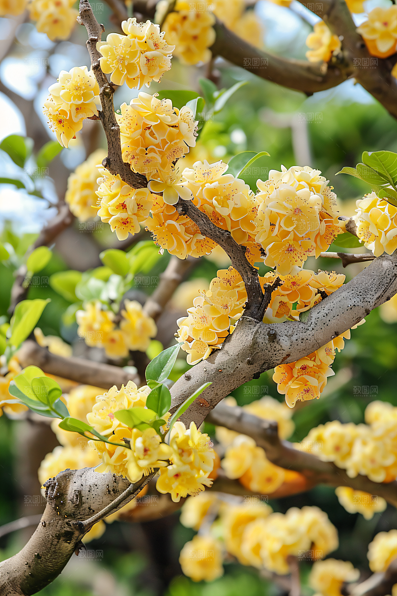 桂花芳香自然摄影图