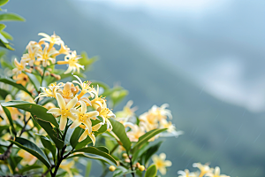 桂花四季桂花朵摄影图