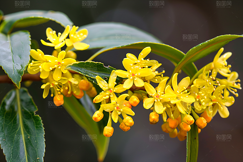 桂花高清清新摄影图