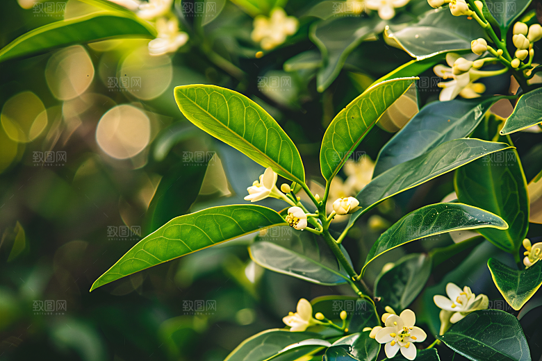 桂花清新植物摄影图