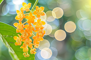 桂花芬芳清新摄影图