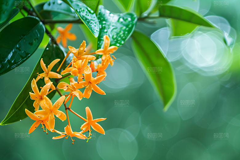 桂花芳香秋季摄影图