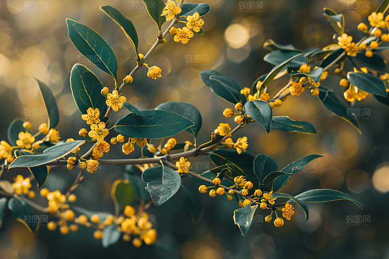 桂花高清花朵摄影图
