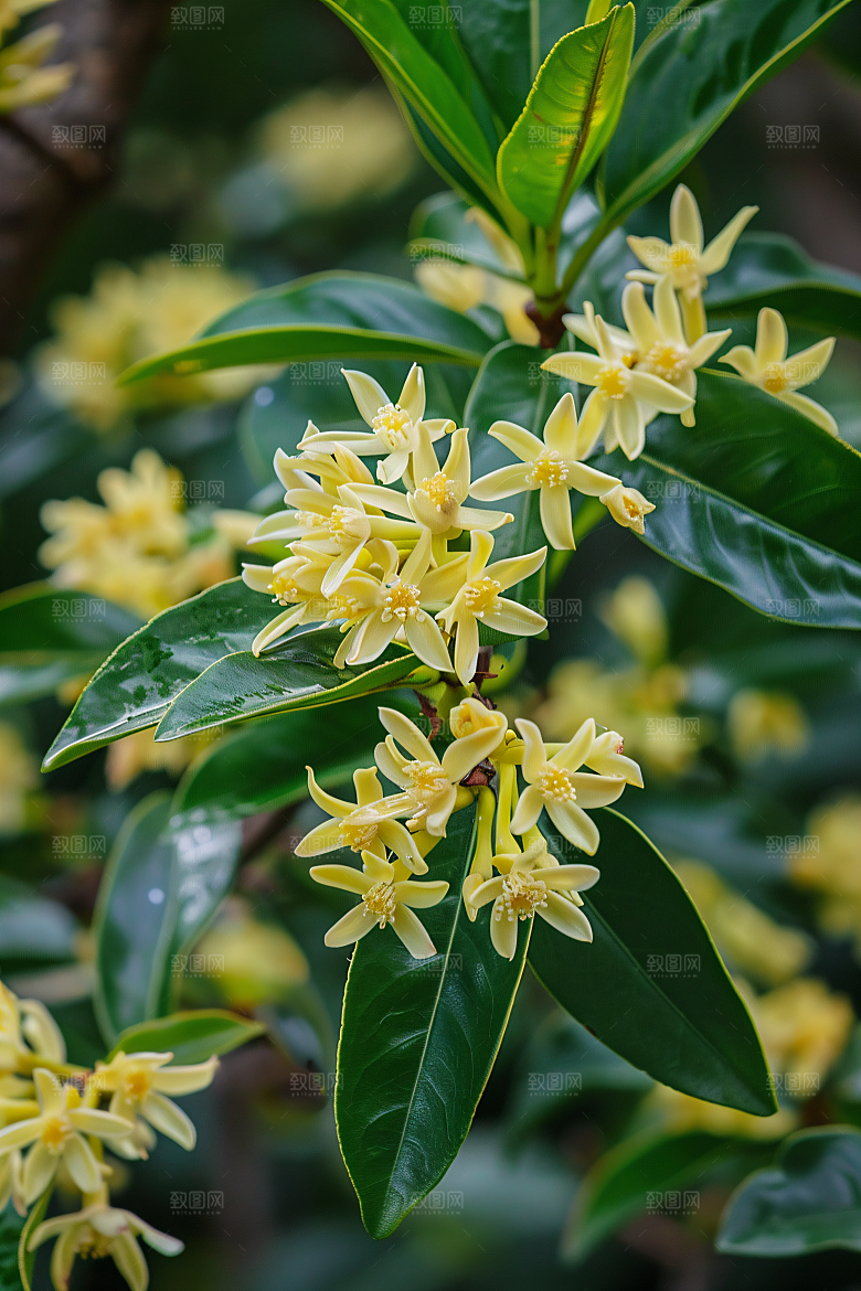 桂花花朵高清摄影图