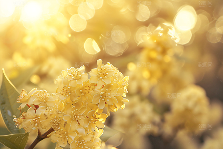 桂花芬芳树木摄影图