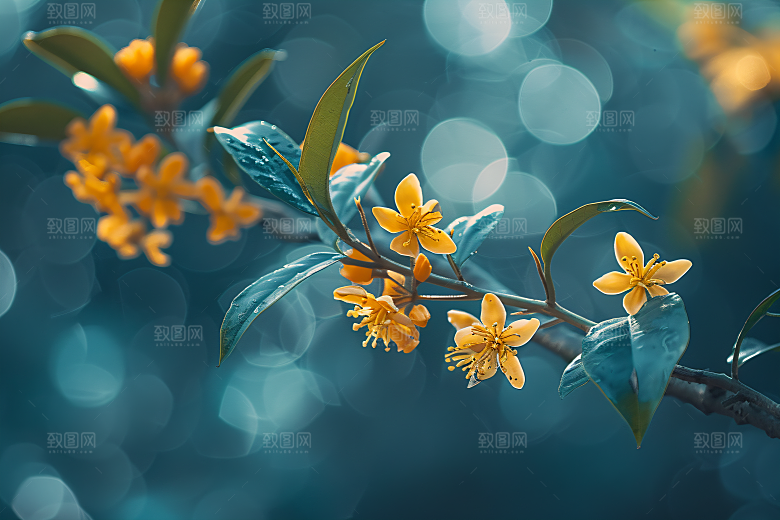 桂花初秋自然摄影图