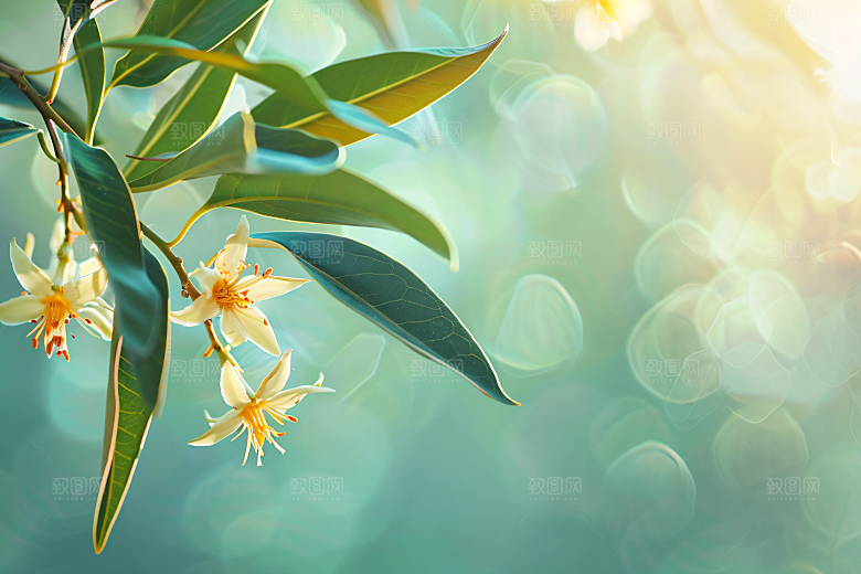 桂花初秋四季桂摄影图