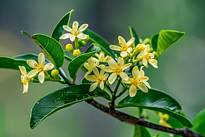 桂花四季桂芬芳摄影图