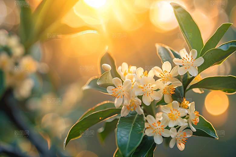 桂花高清秋季摄影图