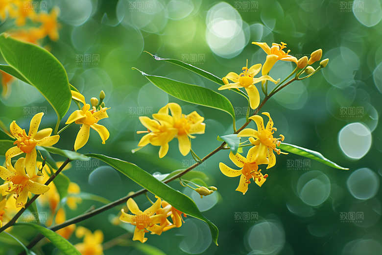 桂花秋季芳香摄影图